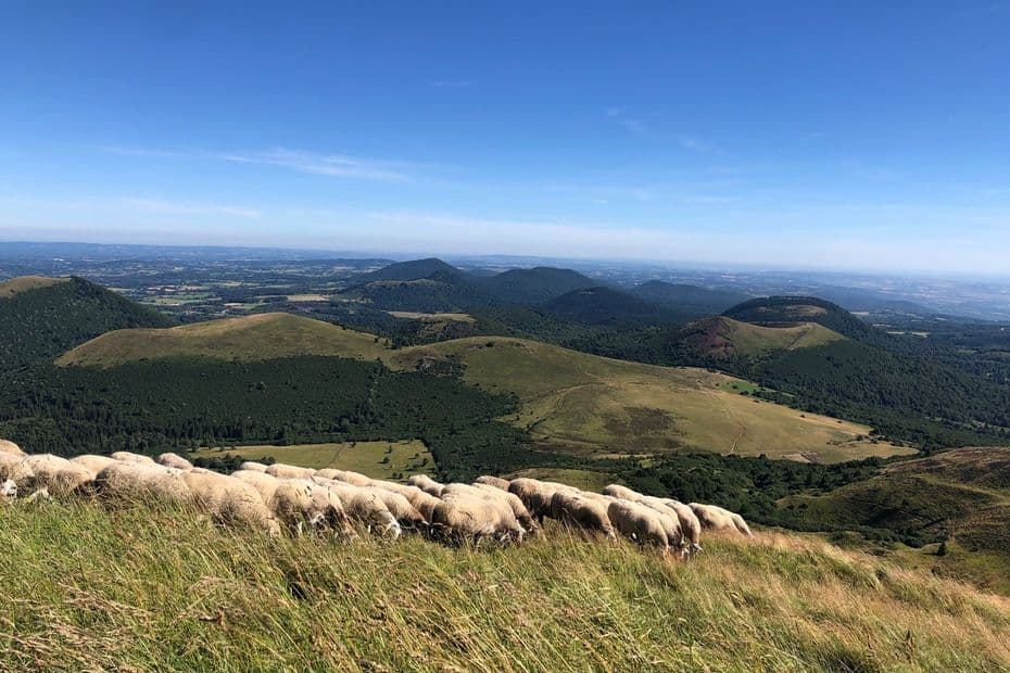 Troupeau de bovins en estive avec un randonneur en arrière-plan dans le Cantal